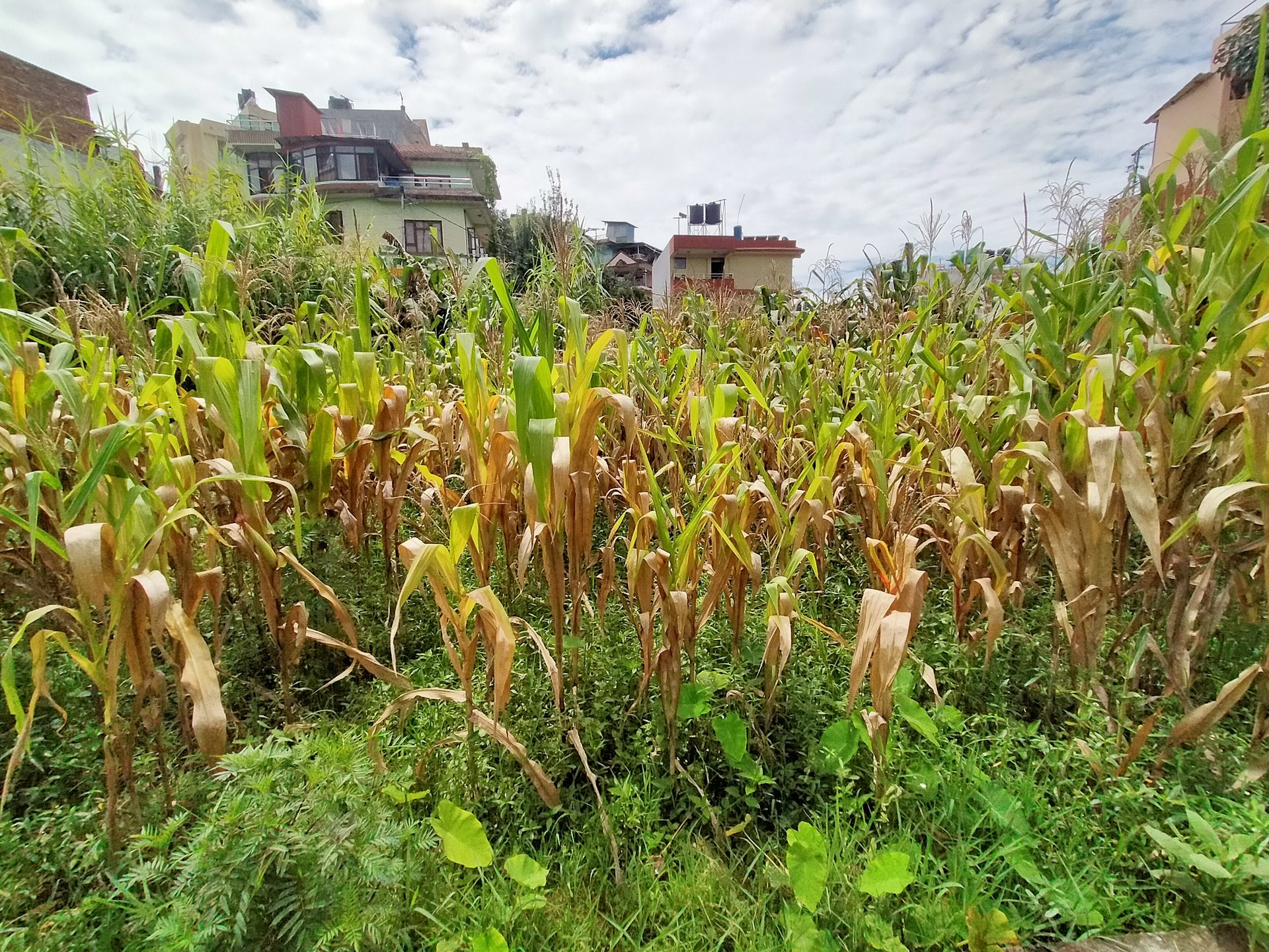 Residential Land on Sale in Syuchatar