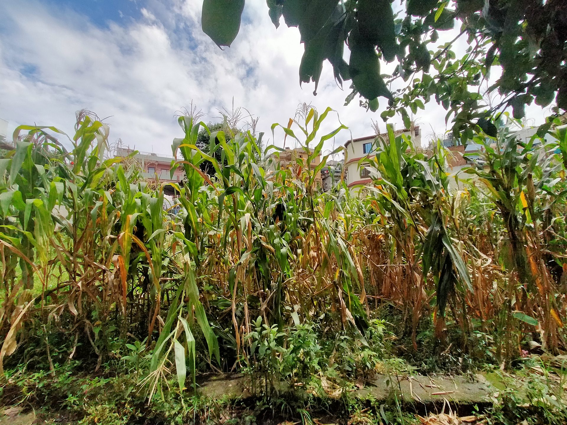 Residential Land on Sale in Syuchatar