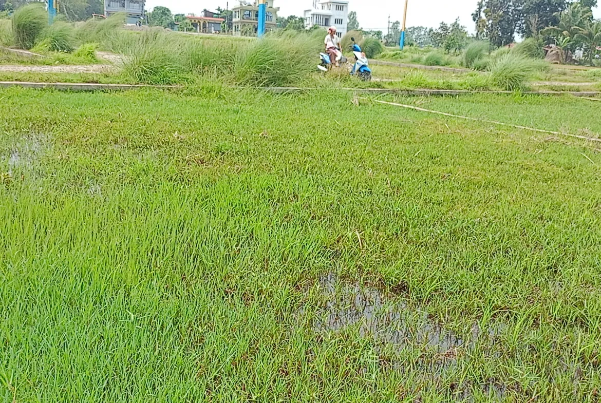 Residential Land on Sale at Sundarharaincha, Ward No 9, Morang
