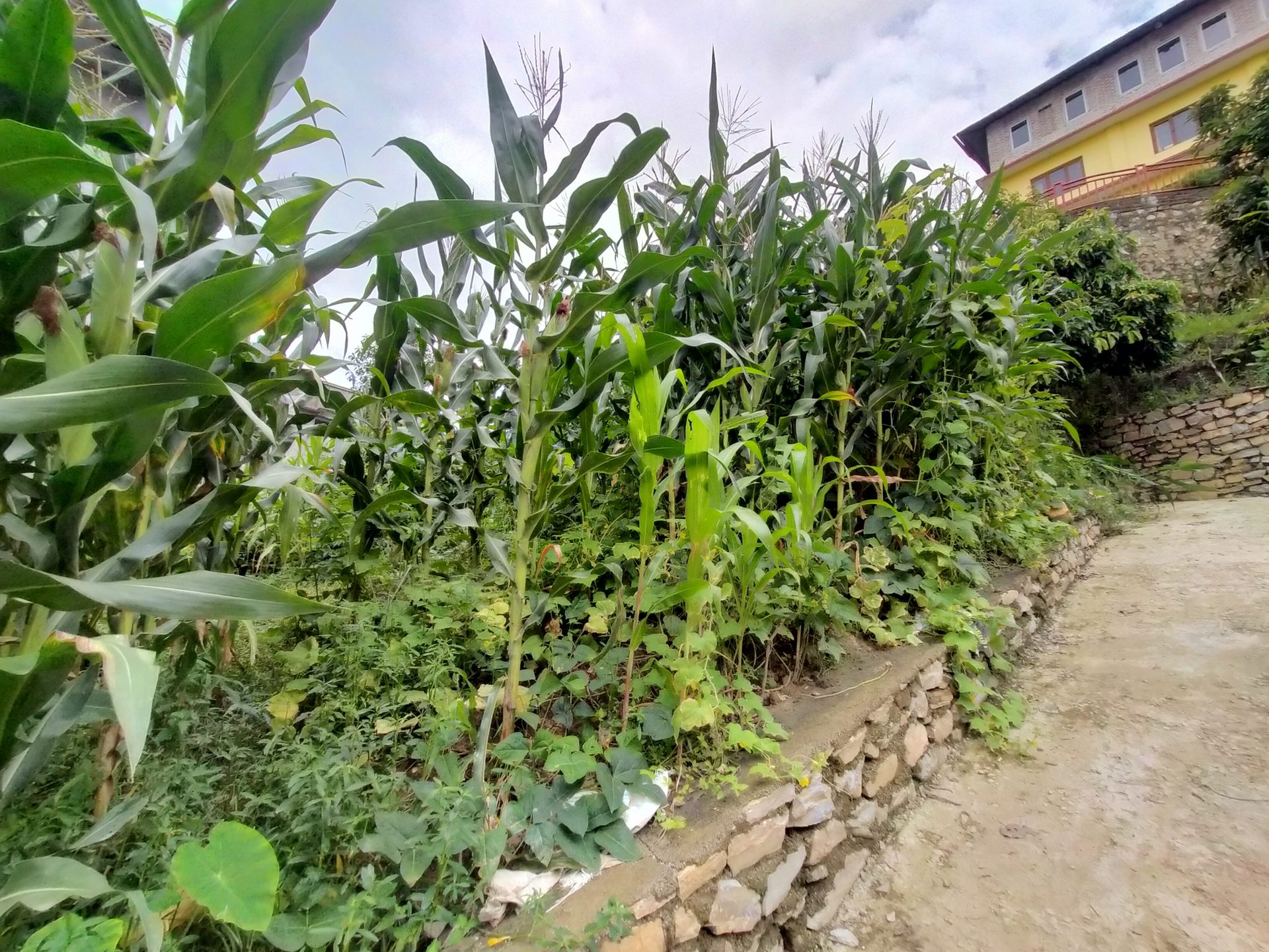 Residential Land on Sale in Dhungeadda