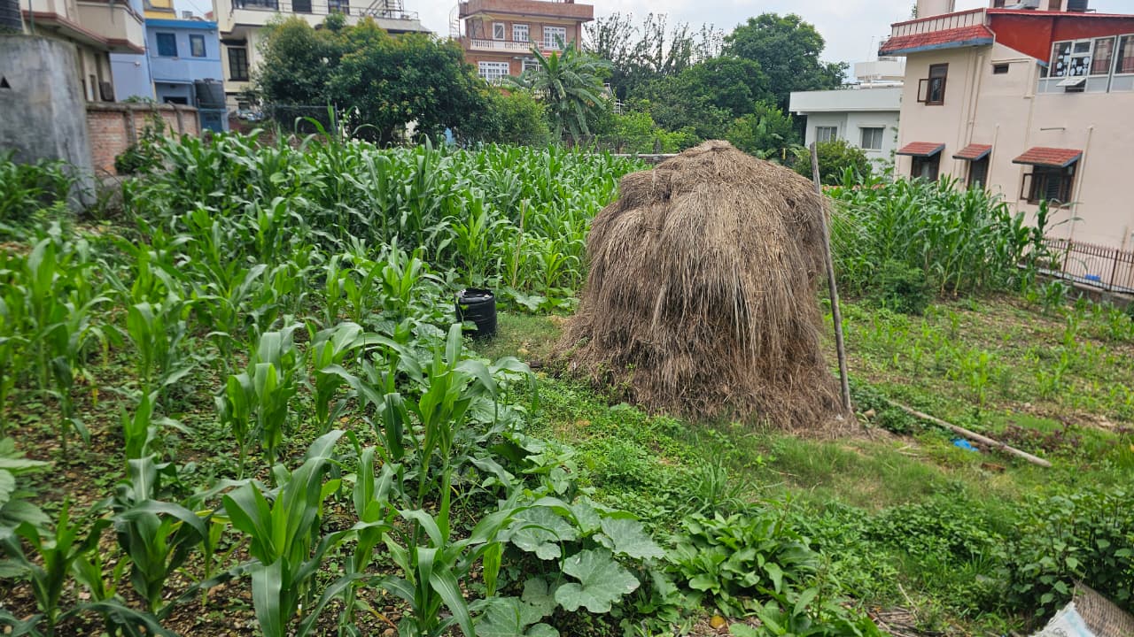 Land for Sale in Bhaisepati, Lalitpur | Prime Location Property