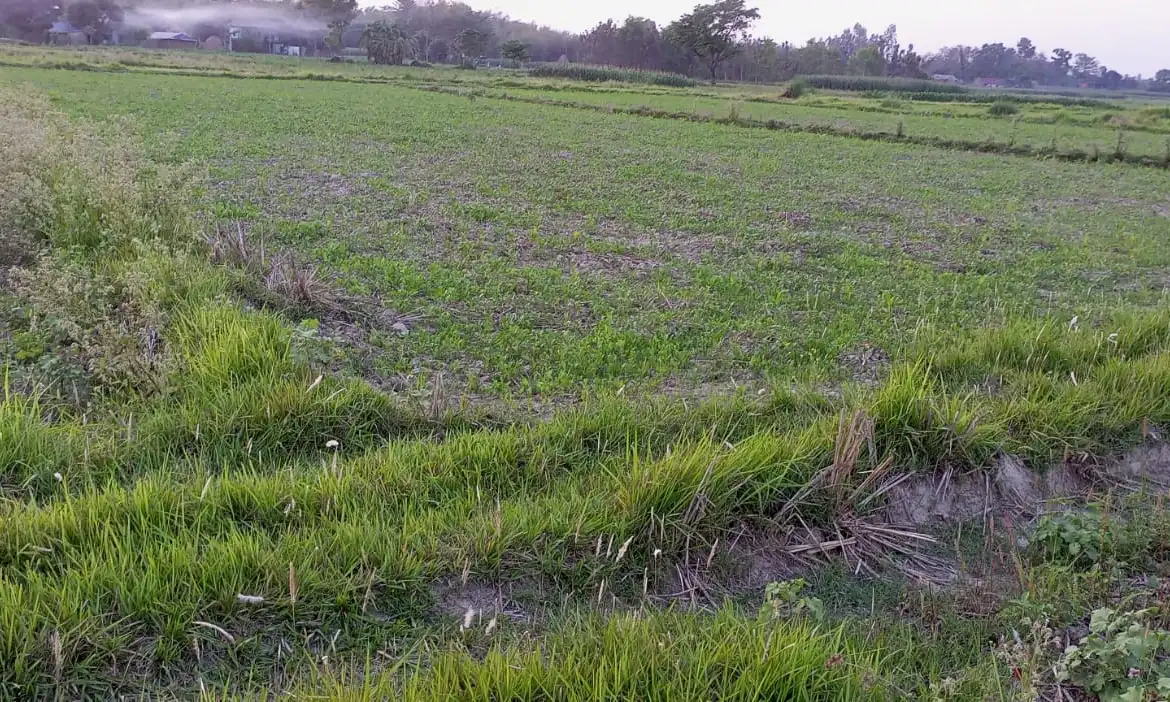 Agricultural Land on Sale at Rangeli 3, Morang