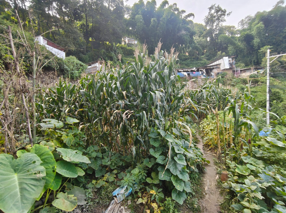 Land on Sale in Kapan